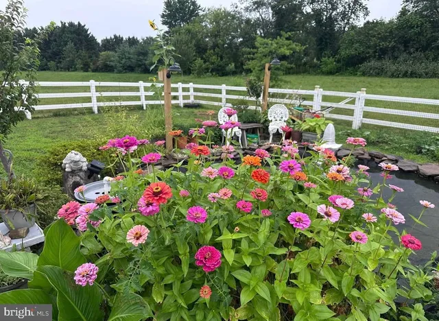 a view of a flower in a garden