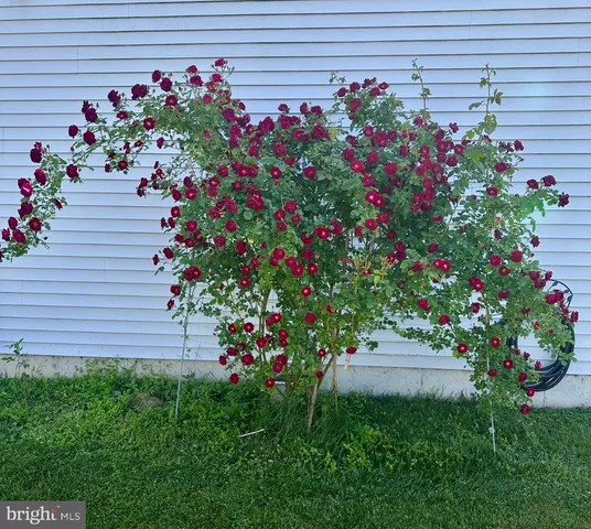 a view of a green yard