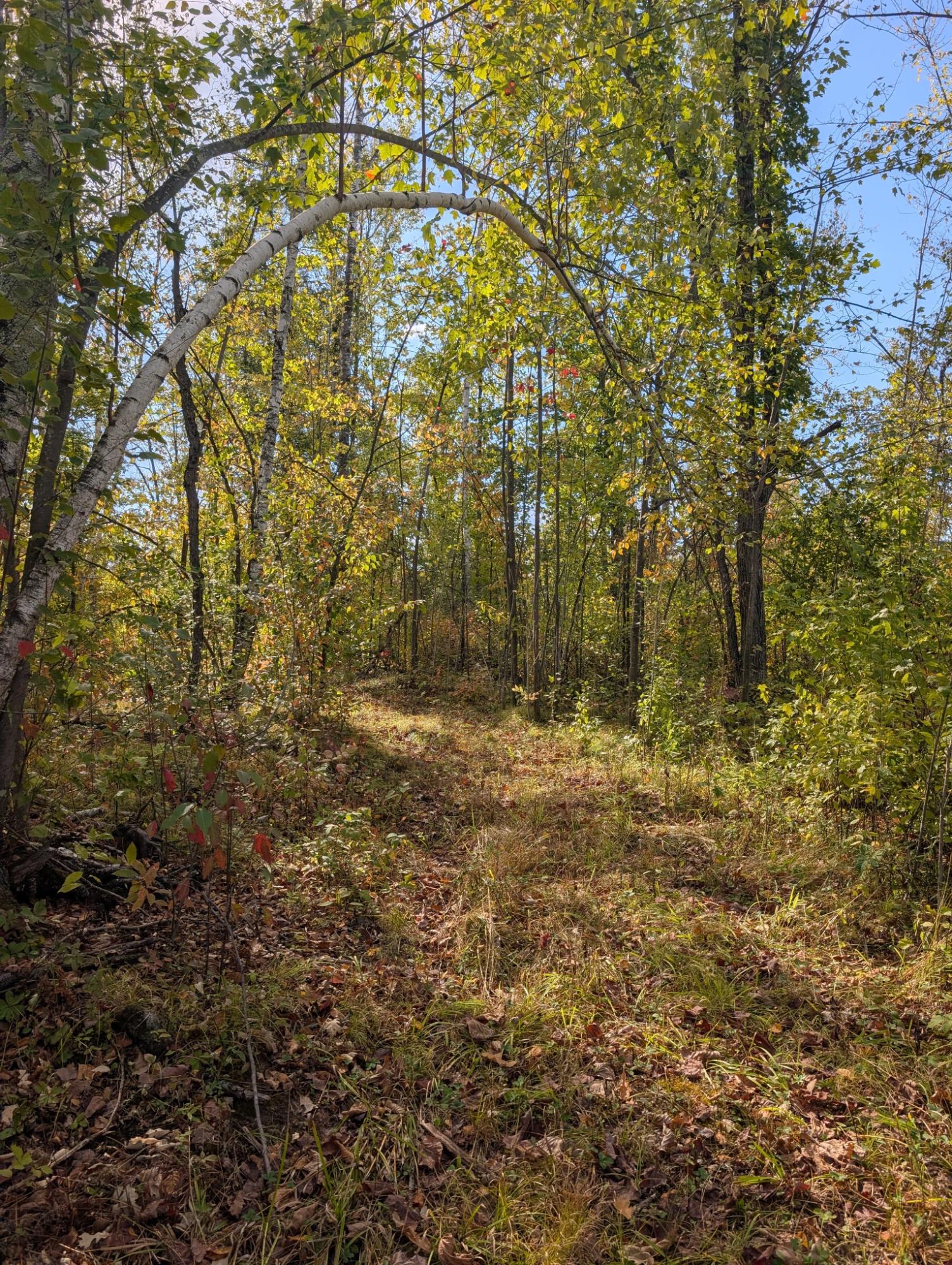 Off Birch Lake Road Exeland, WI 54835 - Photo 32 of 44 Gallery Image 32