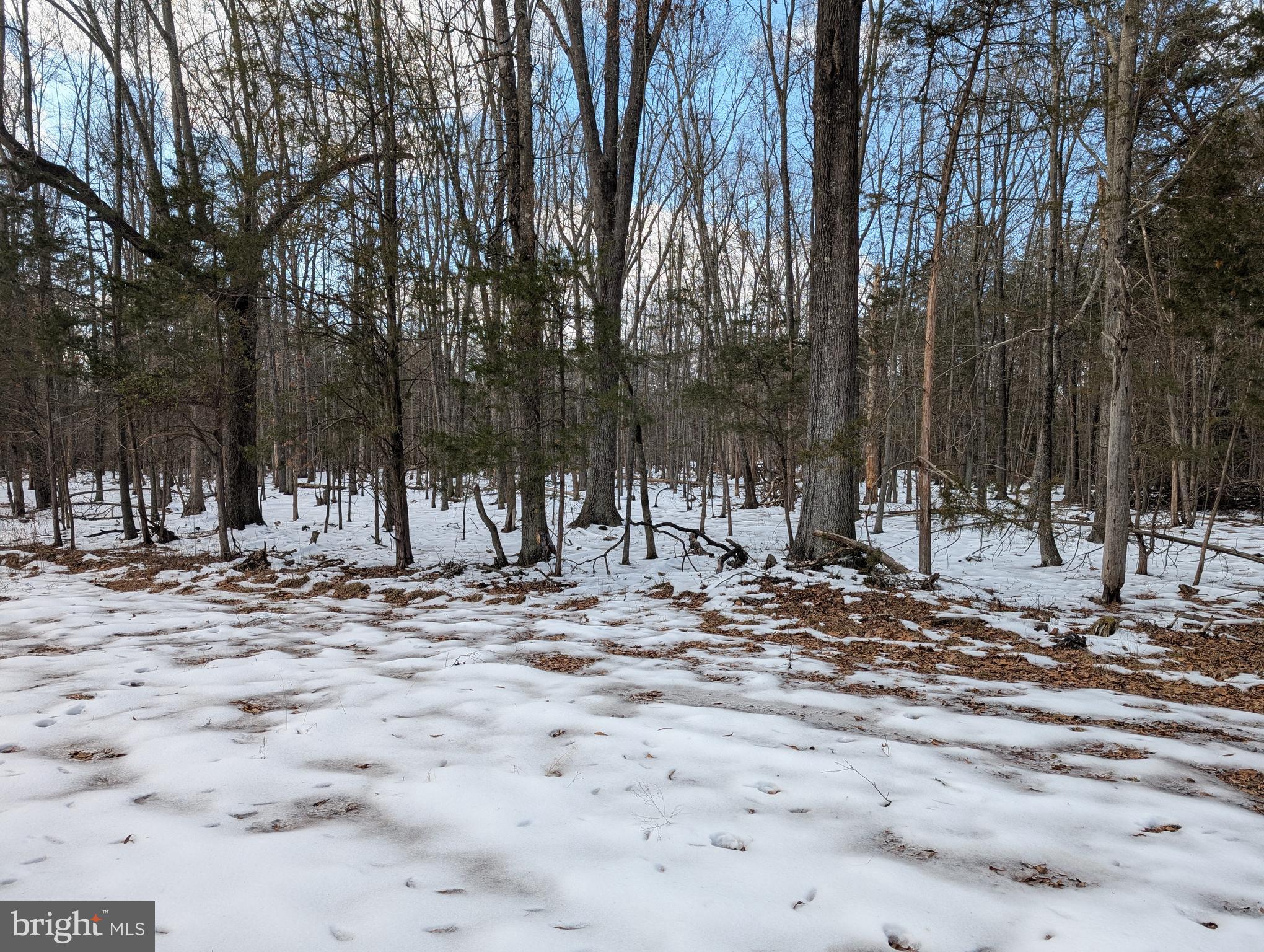 Rapidan Road Rapidan, VA 22733 - Photo 11 of 12 a view of a yard with trees