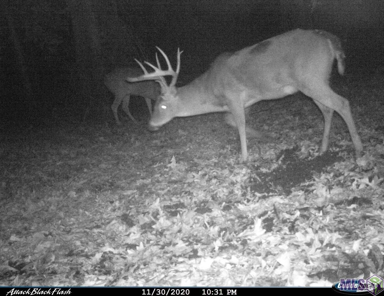 26 Cat Island Road St. Francisville, LA 70775 - Photo 11 of 29