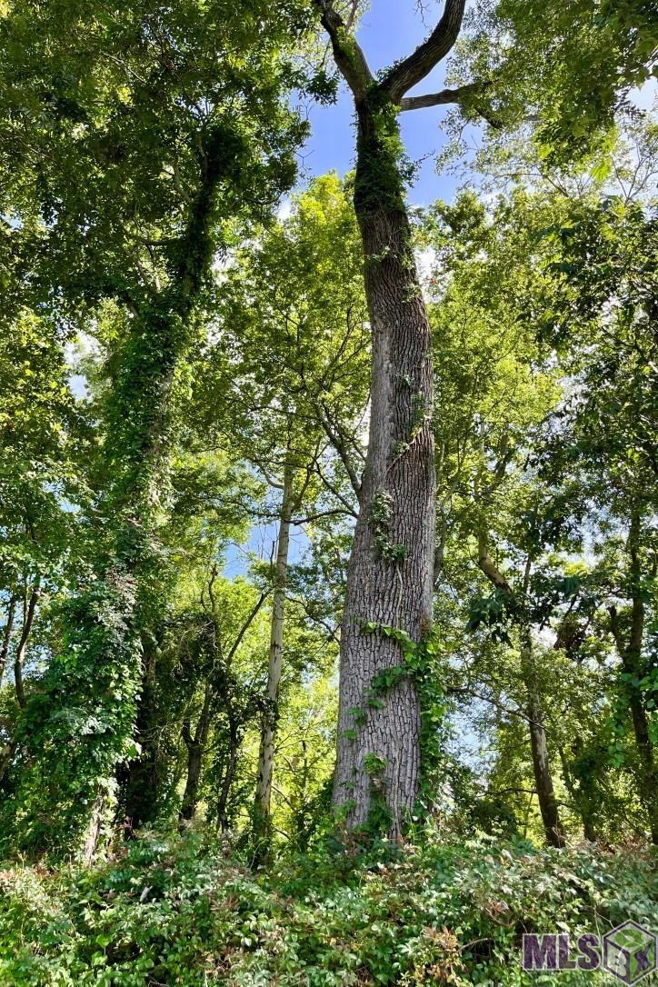 26 Cat Island Road St. Francisville, LA 70775 - Photo 2 of 29