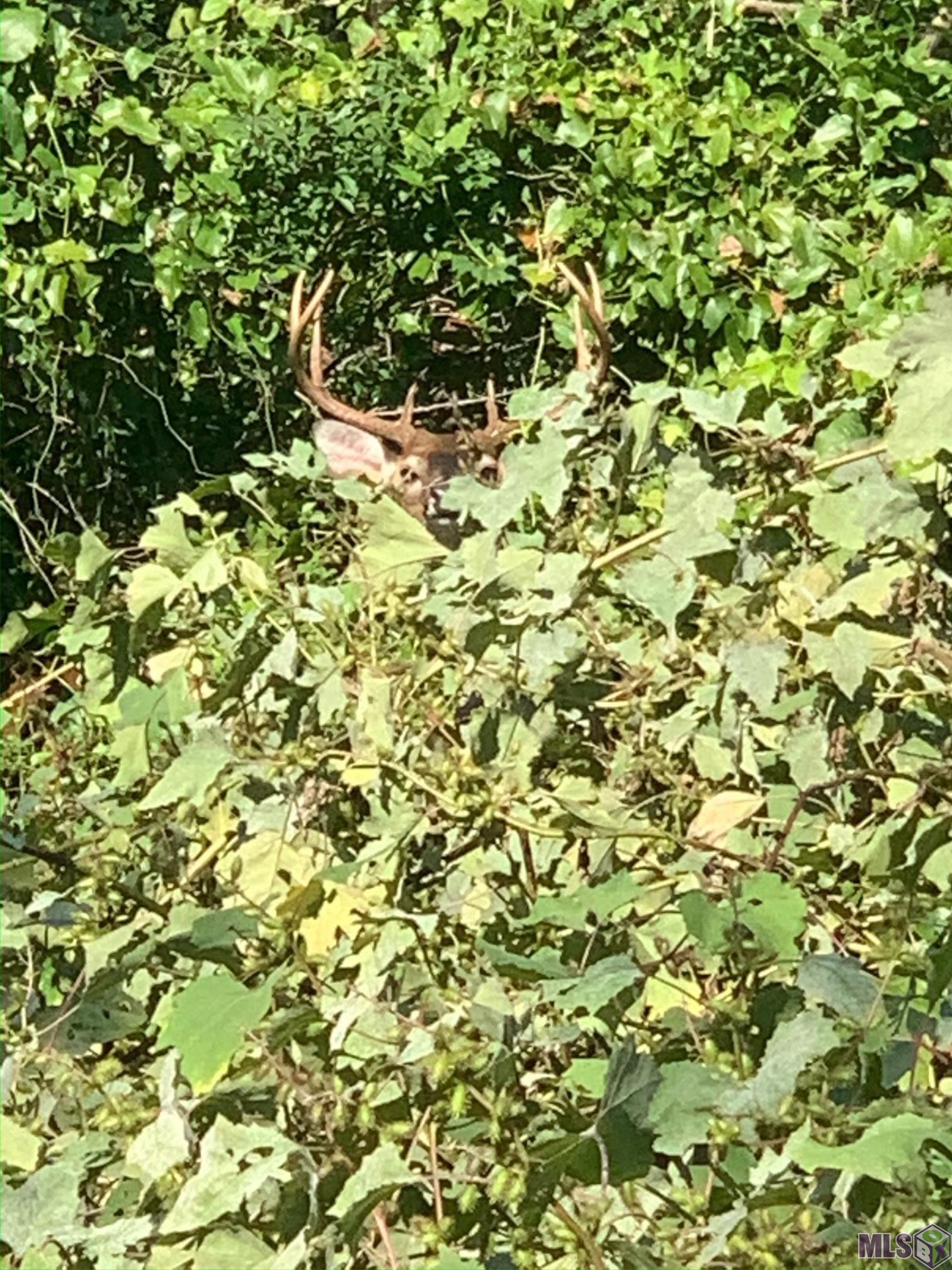 26 Cat Island Road St. Francisville, LA 70775 - Photo 23 of 29