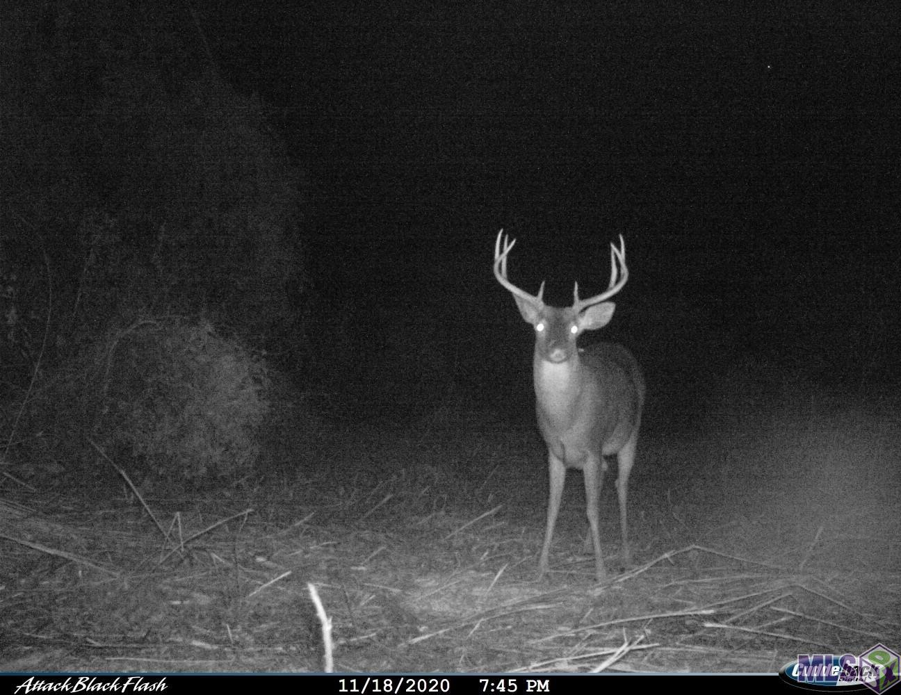 26 Cat Island Road St. Francisville, LA 70775 - Photo 3 of 29