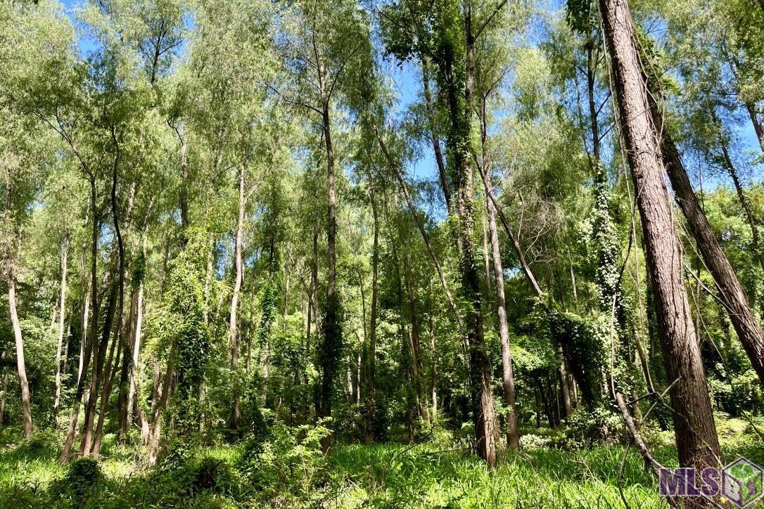 26 Cat Island Road St. Francisville, LA 70775 - Photo 5 of 29