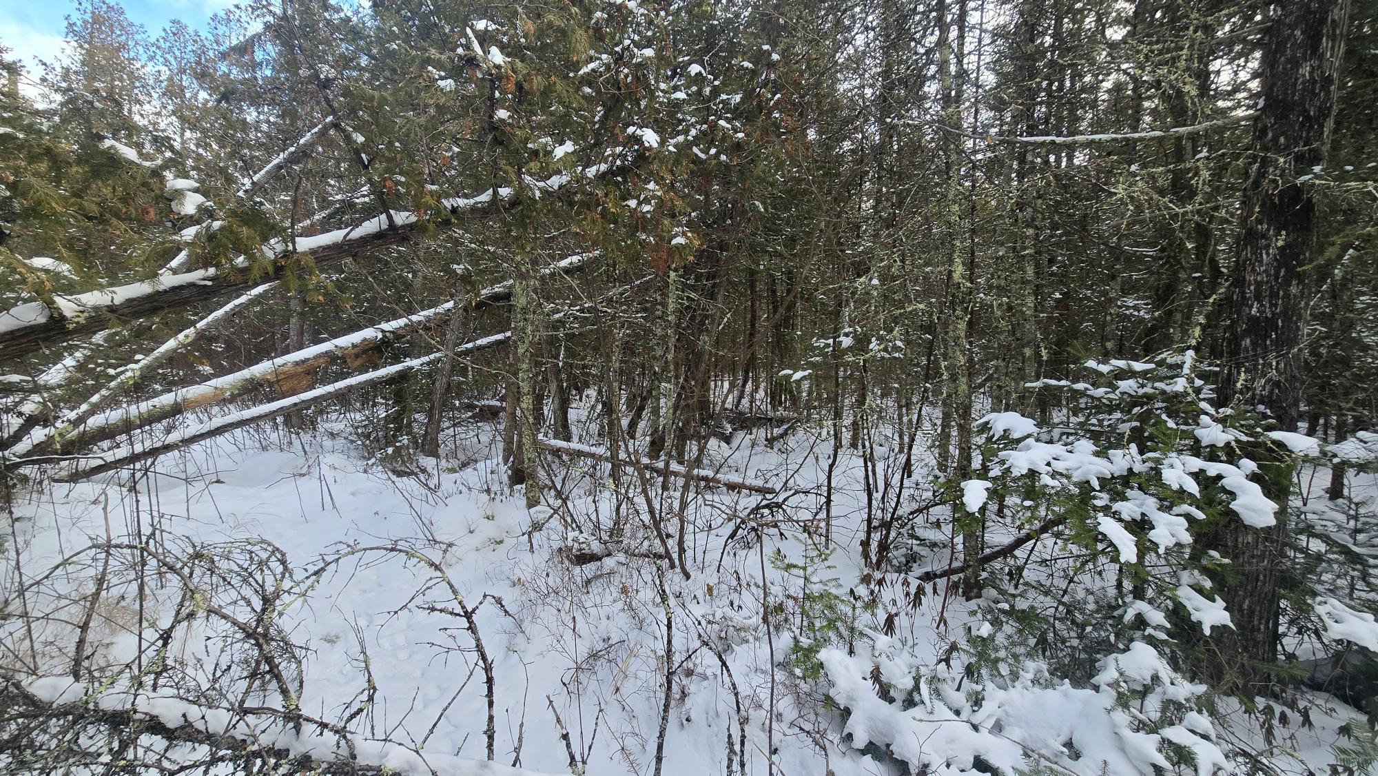 Near Lowells Road Deerbrook, WI 54424 - Photo 11 of 19 Gallery Image 11