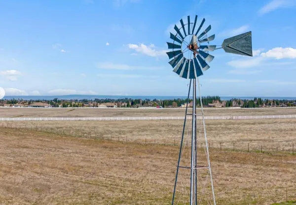 a palm tree sitting next to a lake