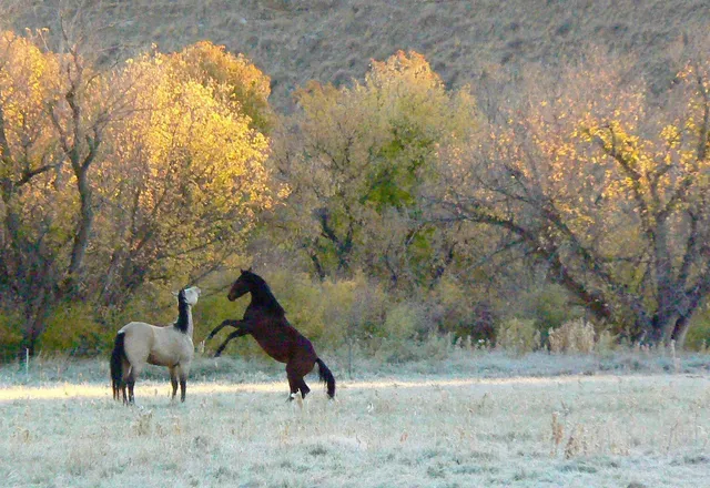 $2,500,000 | 1520 Hwy 31 Hyattville Wy, Hyattville, WY 82428