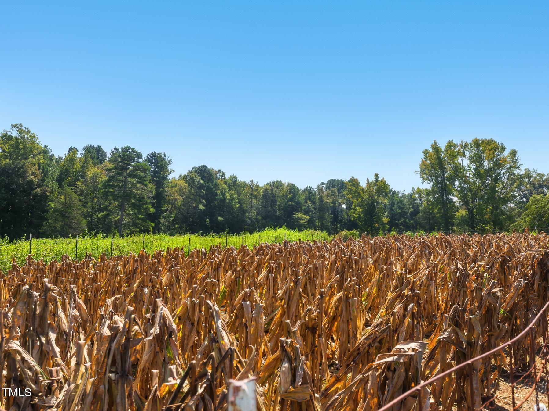 2892 Silk Hope Liberty Road Siler City, NC 27344 - Photo 59 of 74 2892 corn