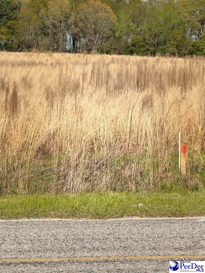 0 Springvale Road Bishopville, SC 29010 - Photo 1 of 1 Gallery Image 1