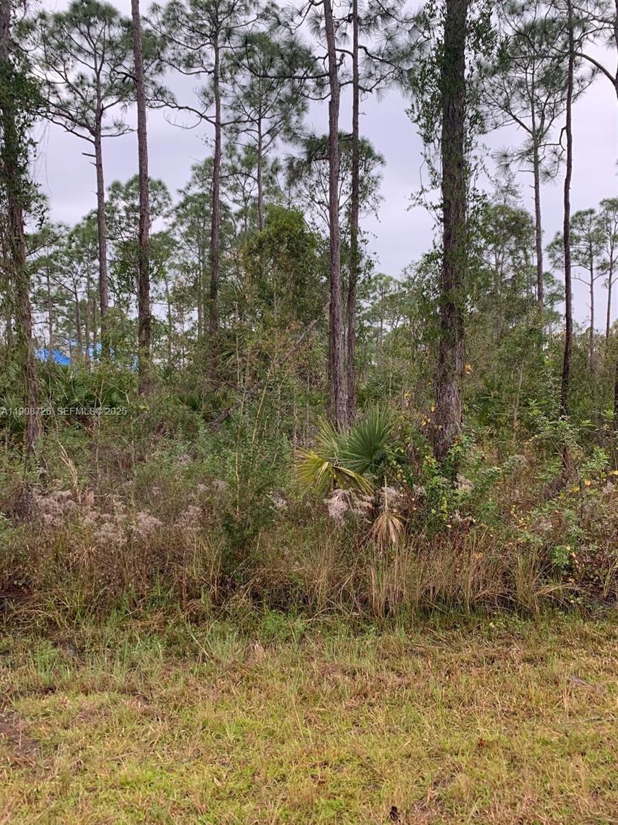a view of a lake with lots of trees