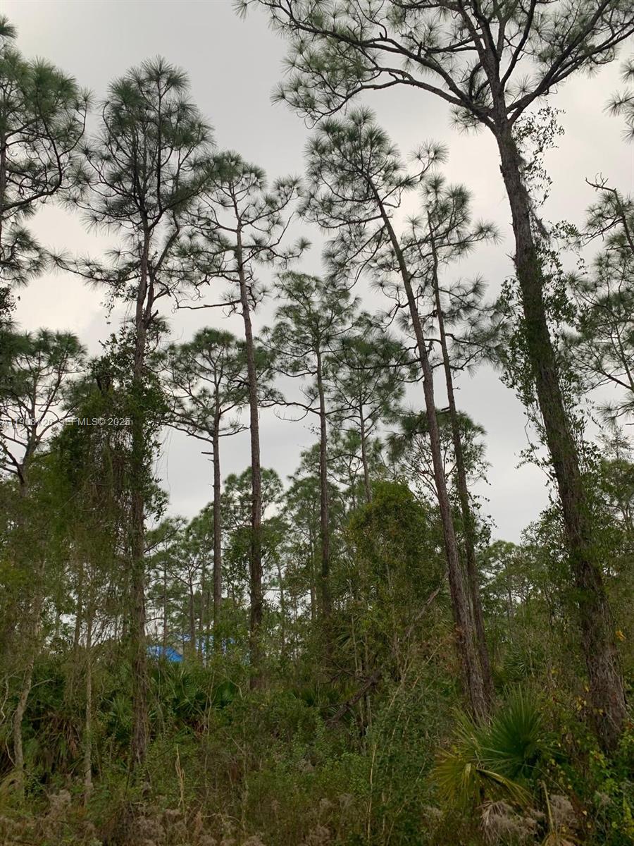 28338 Calais Avenue Punta Gorda, FL 33955 - Photo 3 of 4 a view of covered with trees