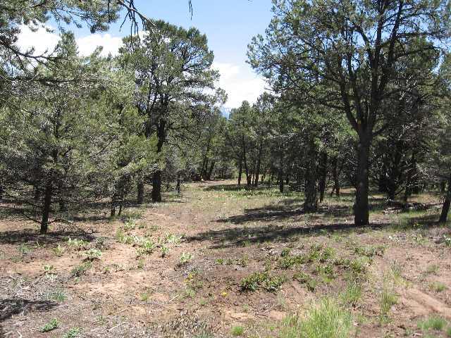110 Pinon Road West Ridgway, CO 81432 - Photo 6 of 8 Additional Photo