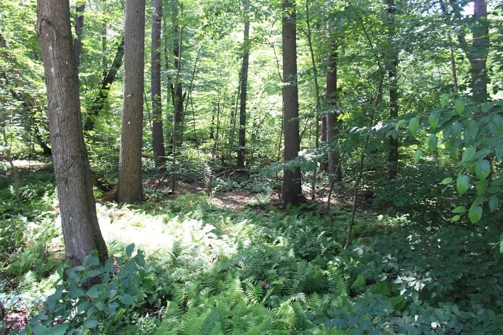 Lot 1 Laurel Road Bolton, MA 01740 - Photo 5 of 15 Gallery Image 5