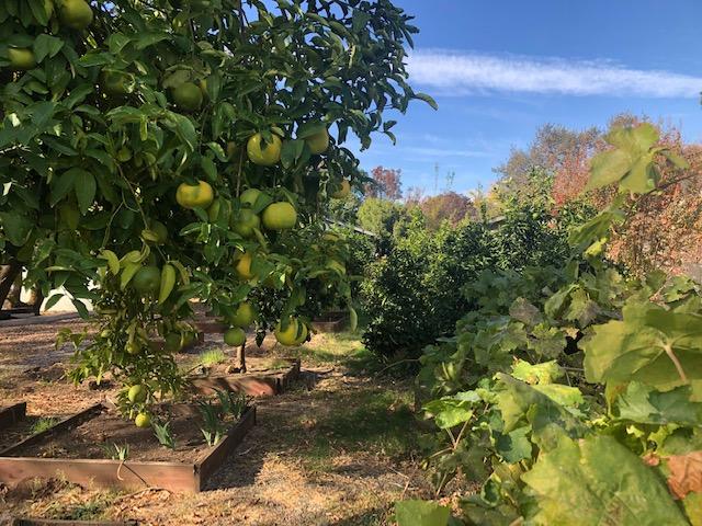 3355 Santa Rosa Way Redding, CA 96003 - Photo 18 of 18 more fruit trees