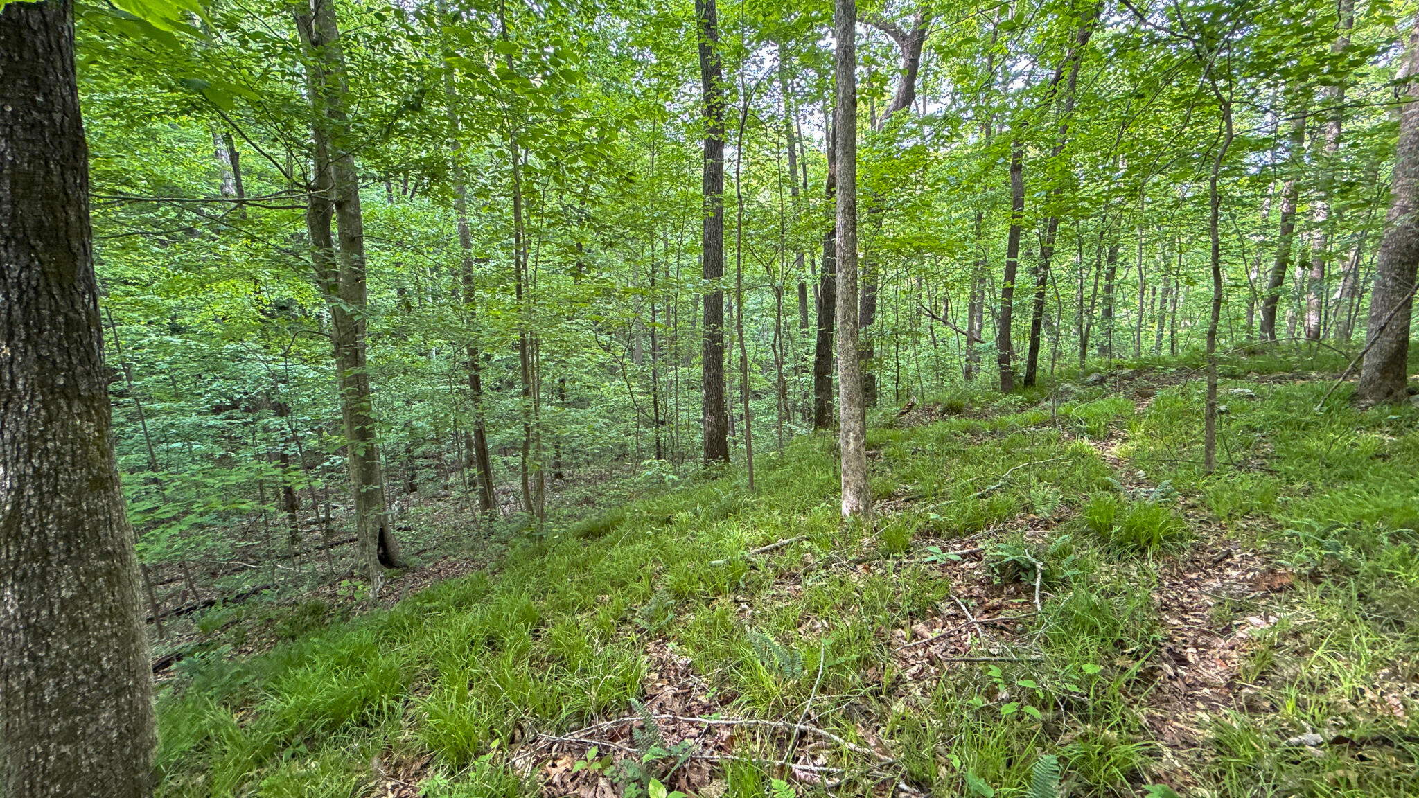 0 Murphy Hollow Road Trenton, GA 30752 - Photo 1 of 12 DJI_20260501_174932_843
