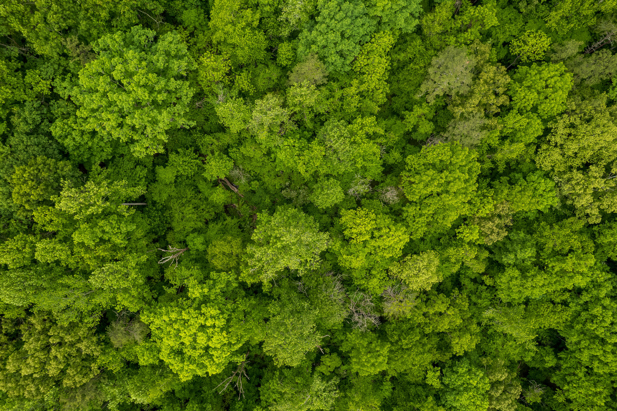 0 Murphy Hollow Road Trenton, GA 30752 - Photo 6 of 12 DJI_0708