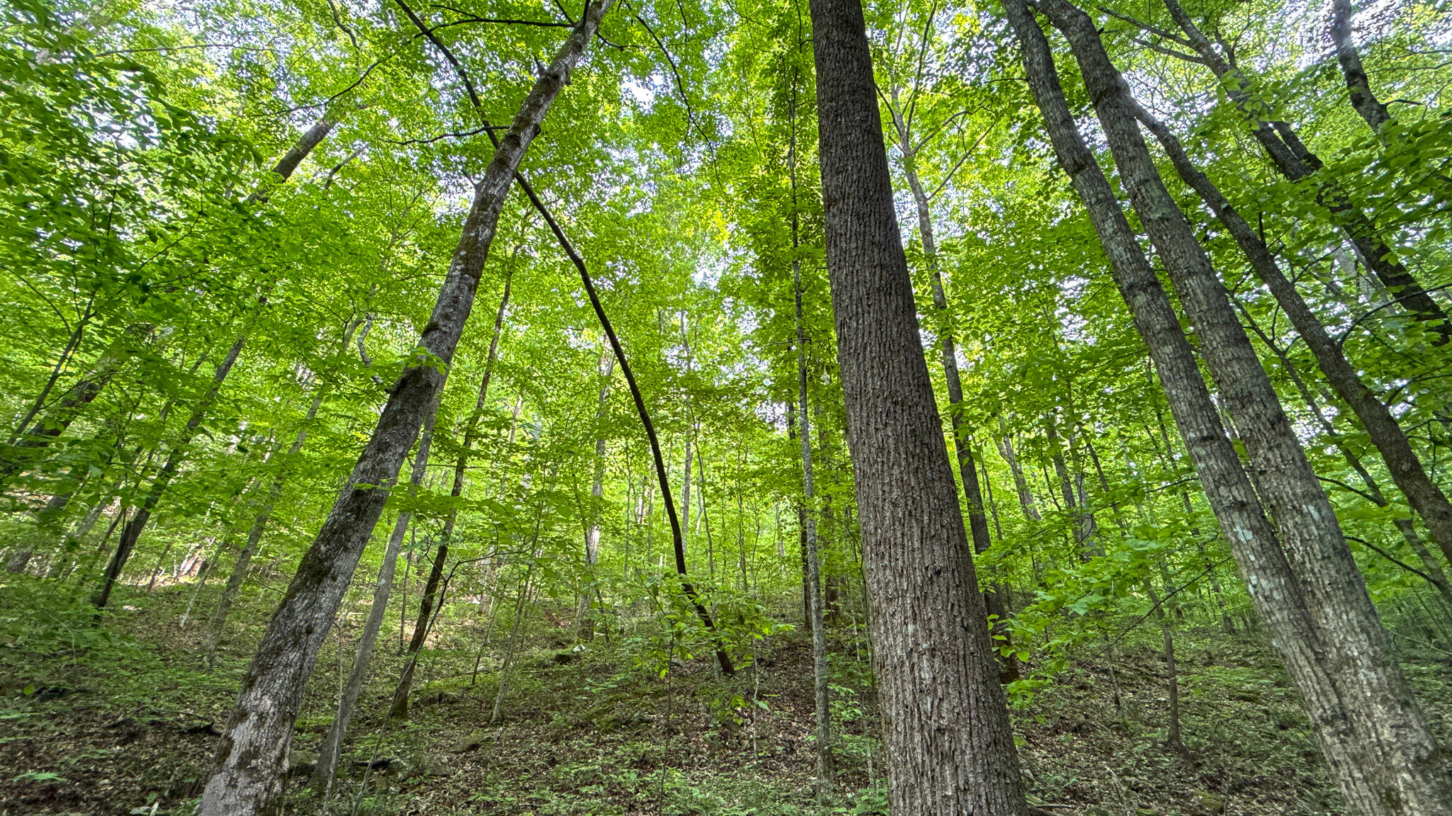 0 Murphy Hollow Road Trenton, GA 30752 - Photo 8 of 12 DJI_20260501_175231_000