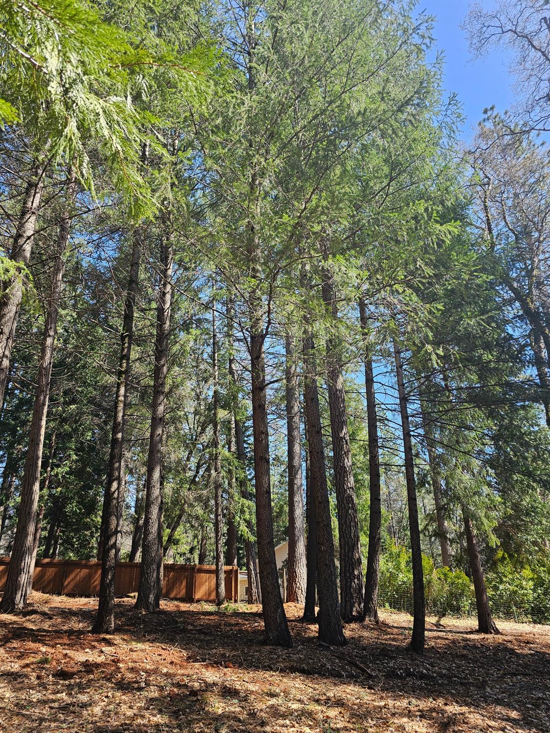 19344 Louis Road Grass Valley, CA 95945 - Photo 5 of 54