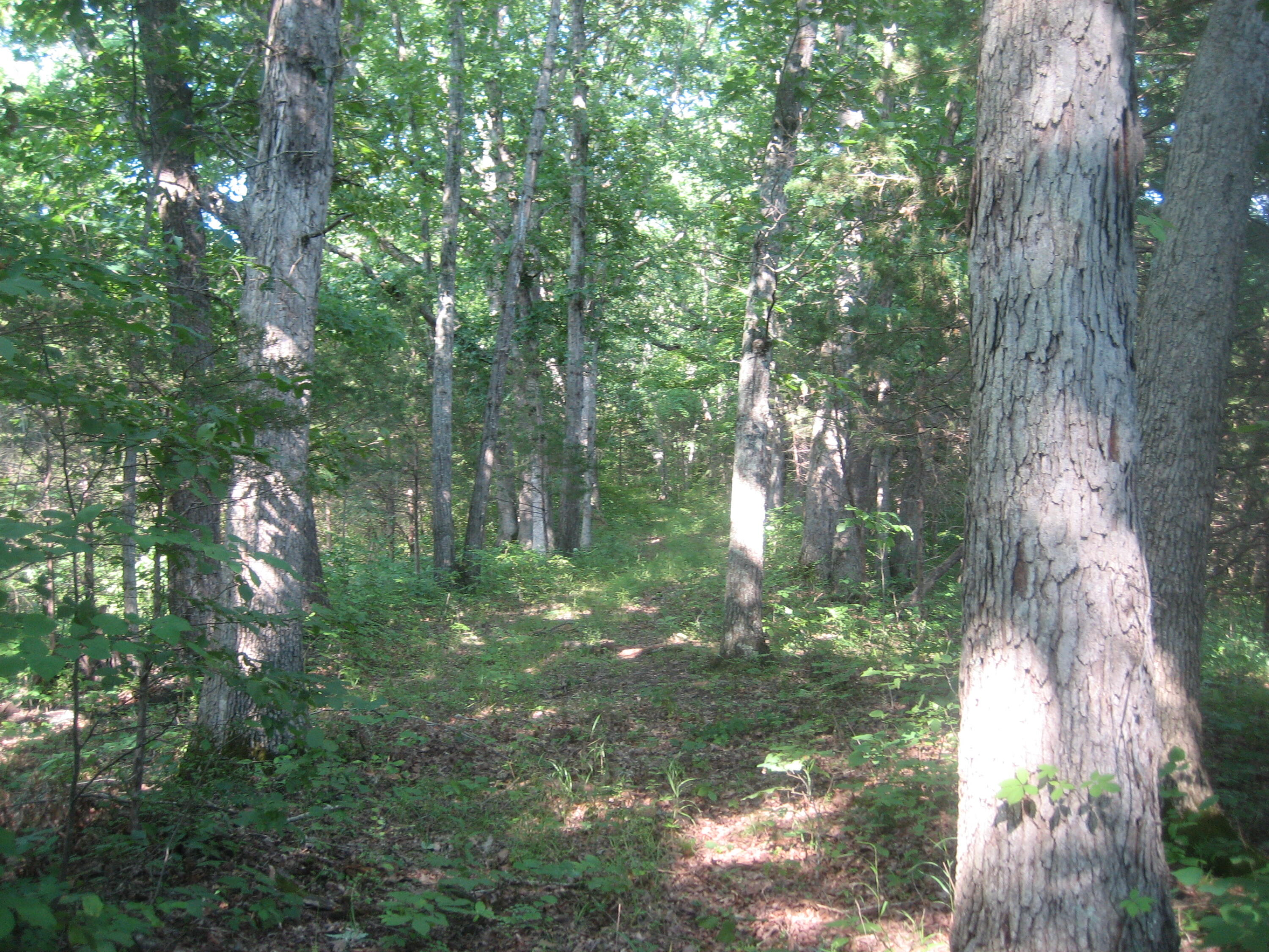 511 Saylor Point Road Corinth, KY 41010 - Photo 13 of 22 IMG_0562