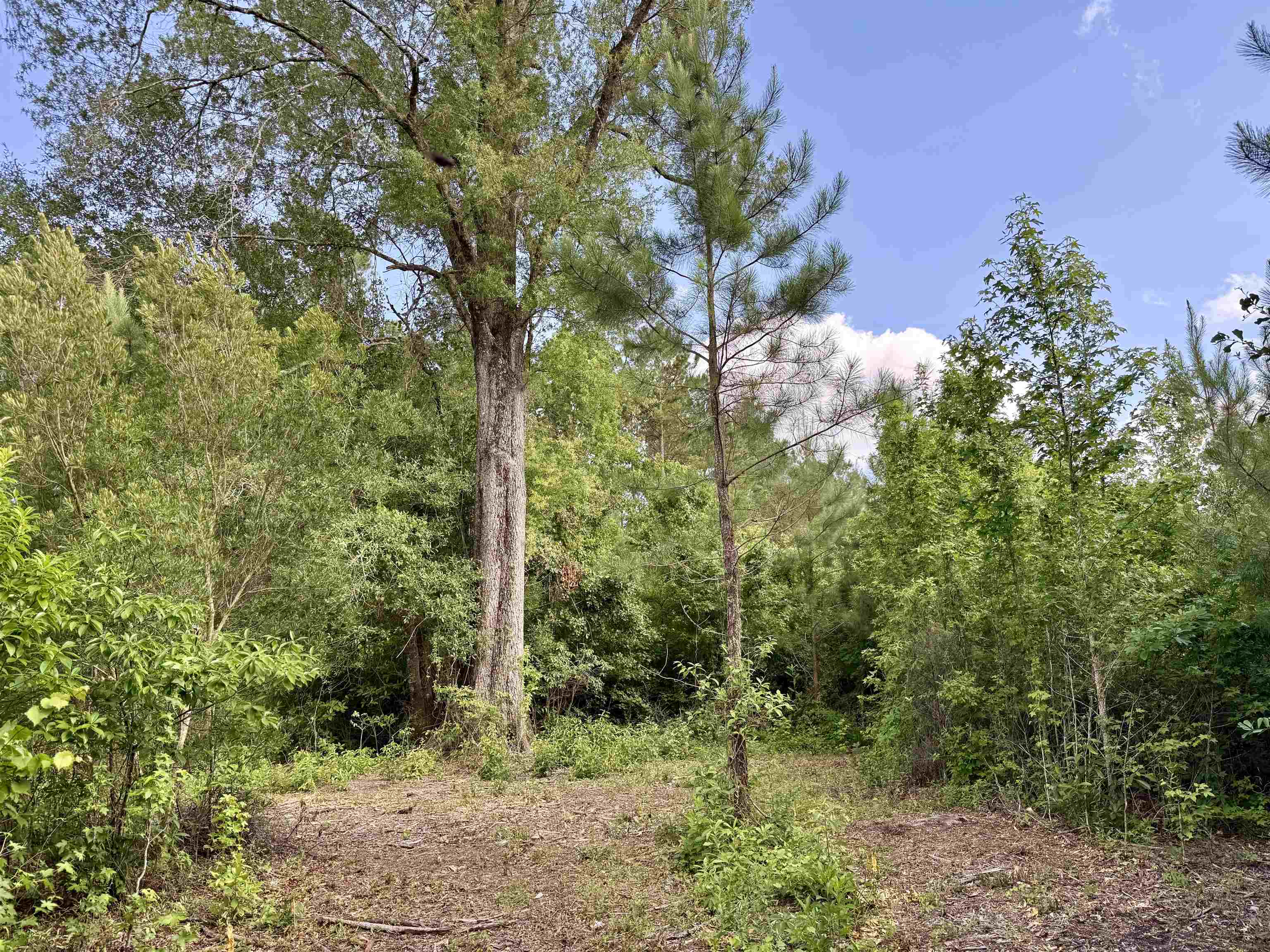 85-acres - Muddy Creek Road Hemingway, SC 29554 - Photo 8 of 31
