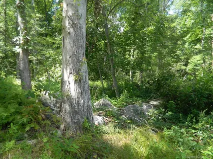 a view of a lush green forest