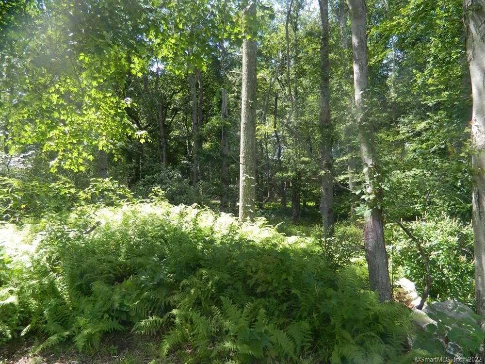 184 Shore Road Old Lyme, CT 06371 - Photo 3 of 7 a view of forest