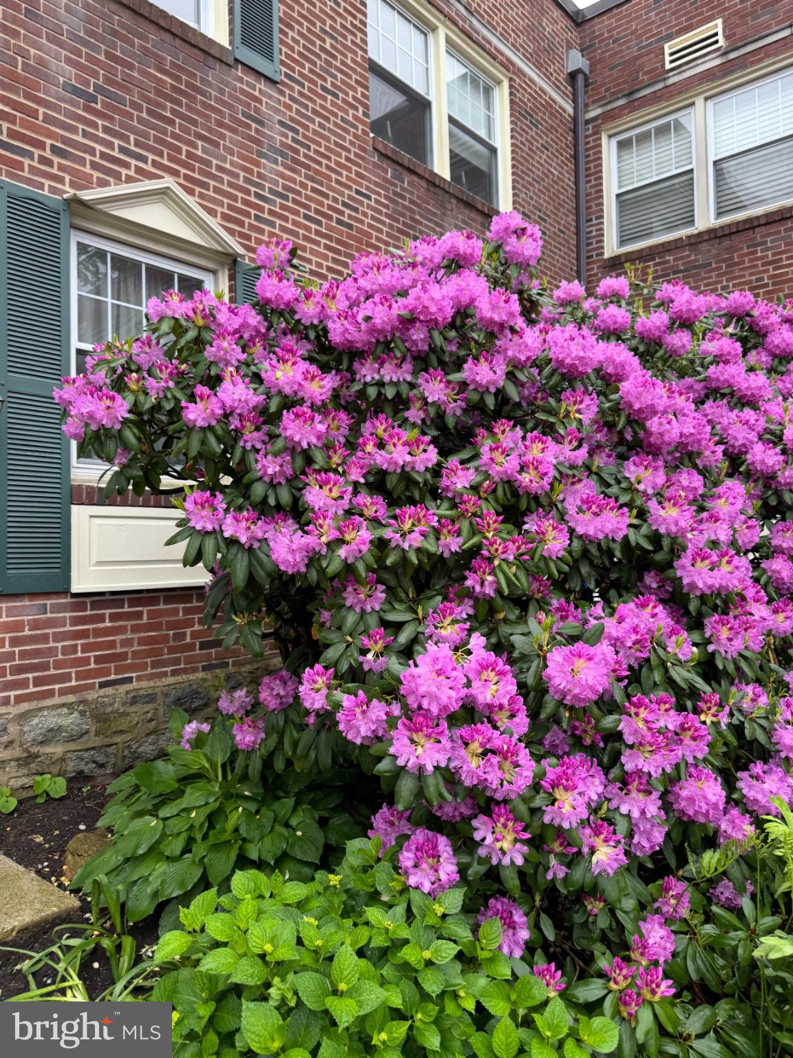500 East Lancaster Avenue, Unit 126A Wayne, PA 19087 - Photo 21 of 22 Vibrant purple azalea brightens a charming facade.