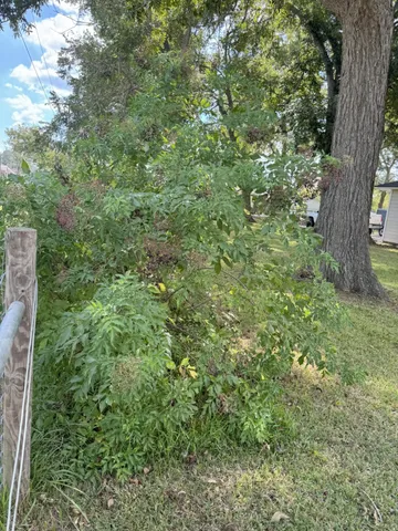 a view of a big yard with large trees