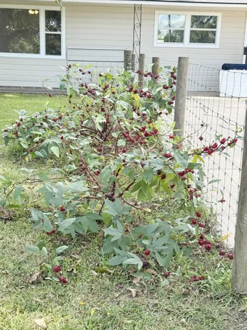 a view of a yard with plants