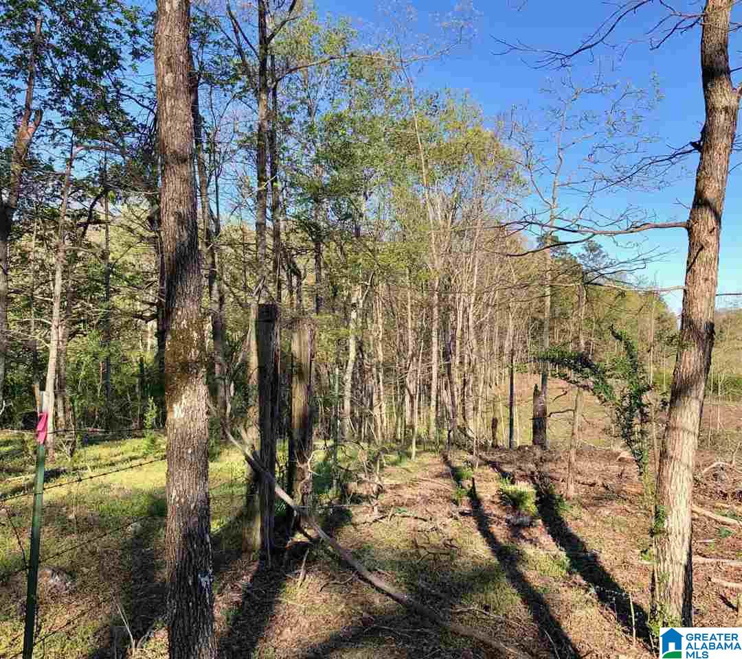 43-acres Wills Farm Road, Unit 43 ACRES Lincoln, AL 35096 - Photo 6 of 19