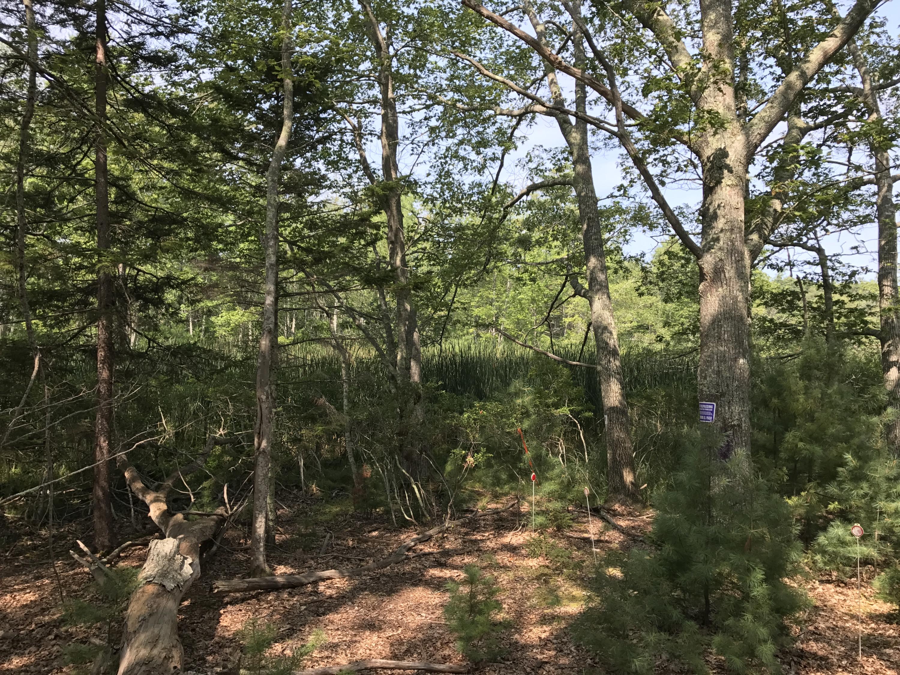 0 Long Point Road Harpswell, ME 04079 - Photo 13 of 19 IMG_3507