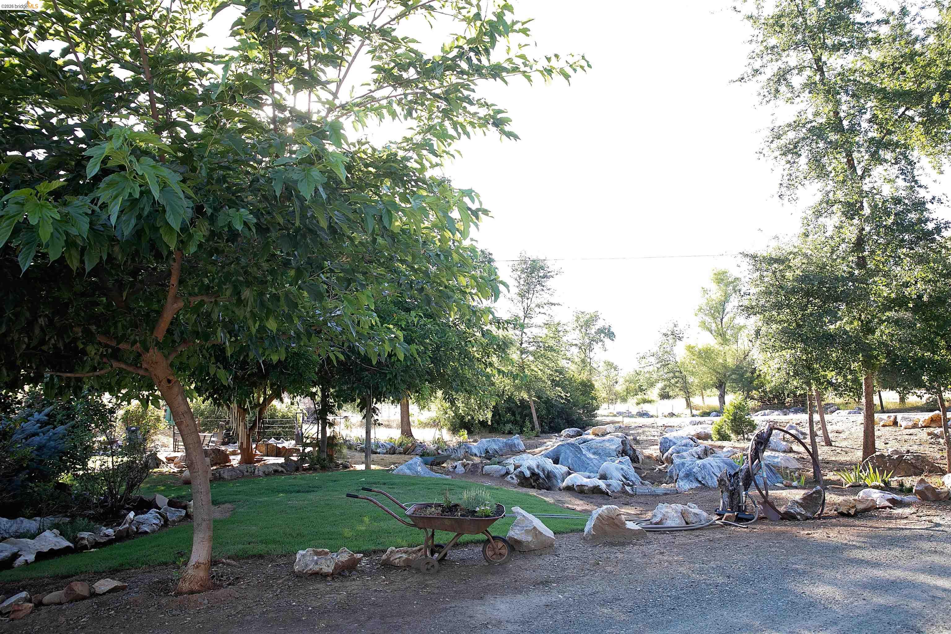 20982 Shaws Flat Road Sonora, CA 95370 - Photo 24 of 26 Expansive outdoor space featuring a mature tree canopy providing natural shade