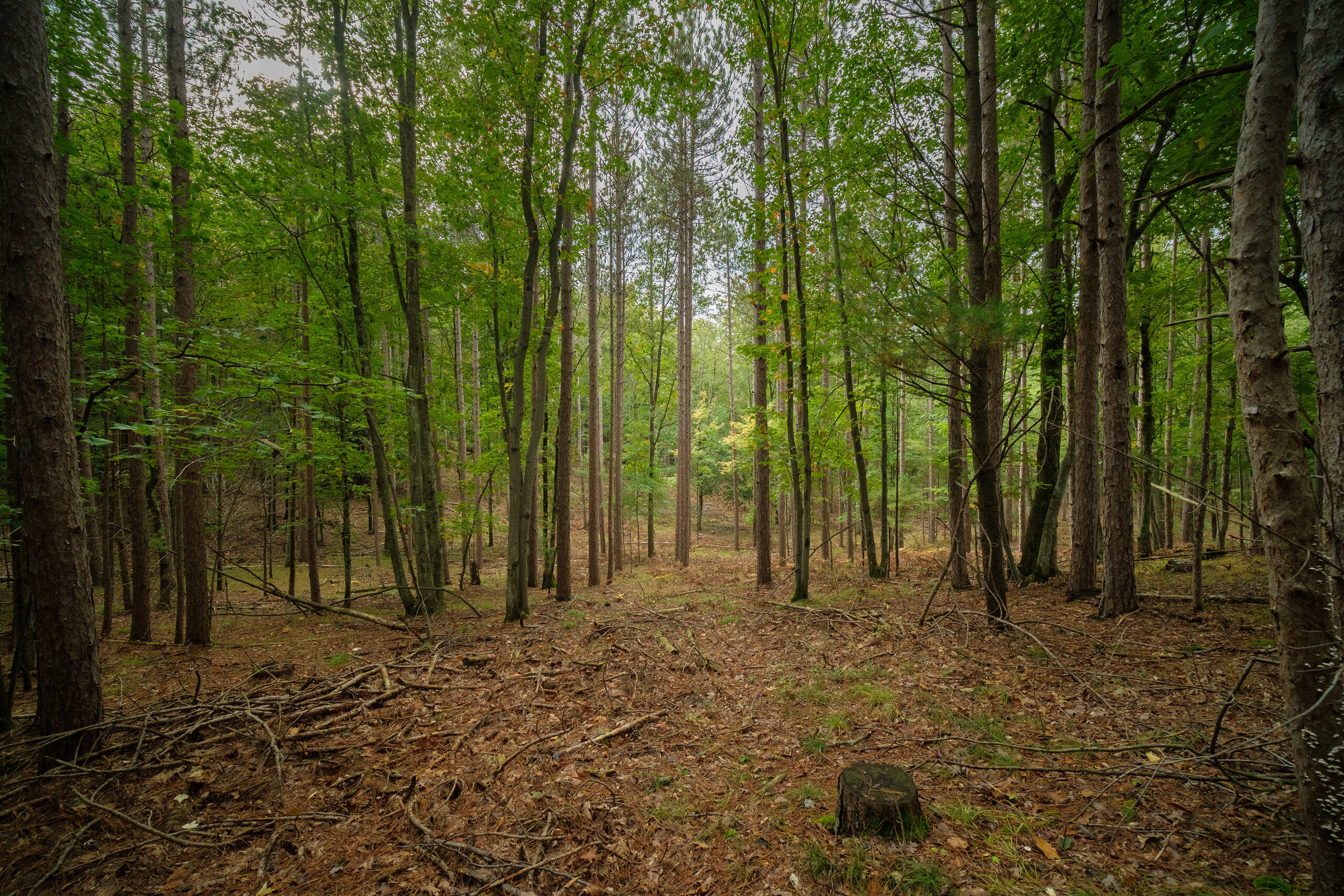 Cherry Road Manistee, MI 49660 - Photo 13 of 47 Cherry_Rd-13