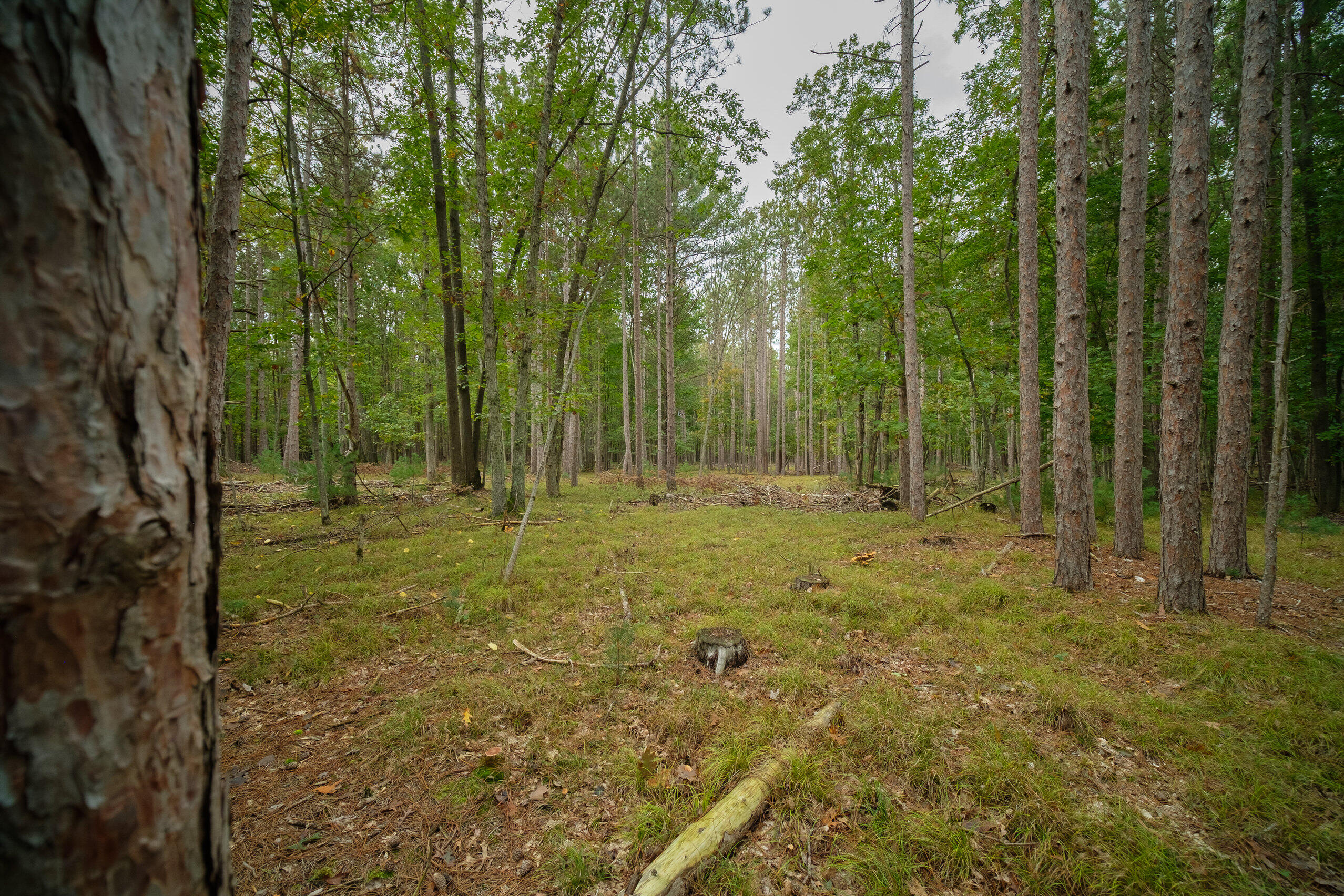 Cherry Road Manistee, MI 49660 - Photo 3 of 47 Cherry_Rd-03