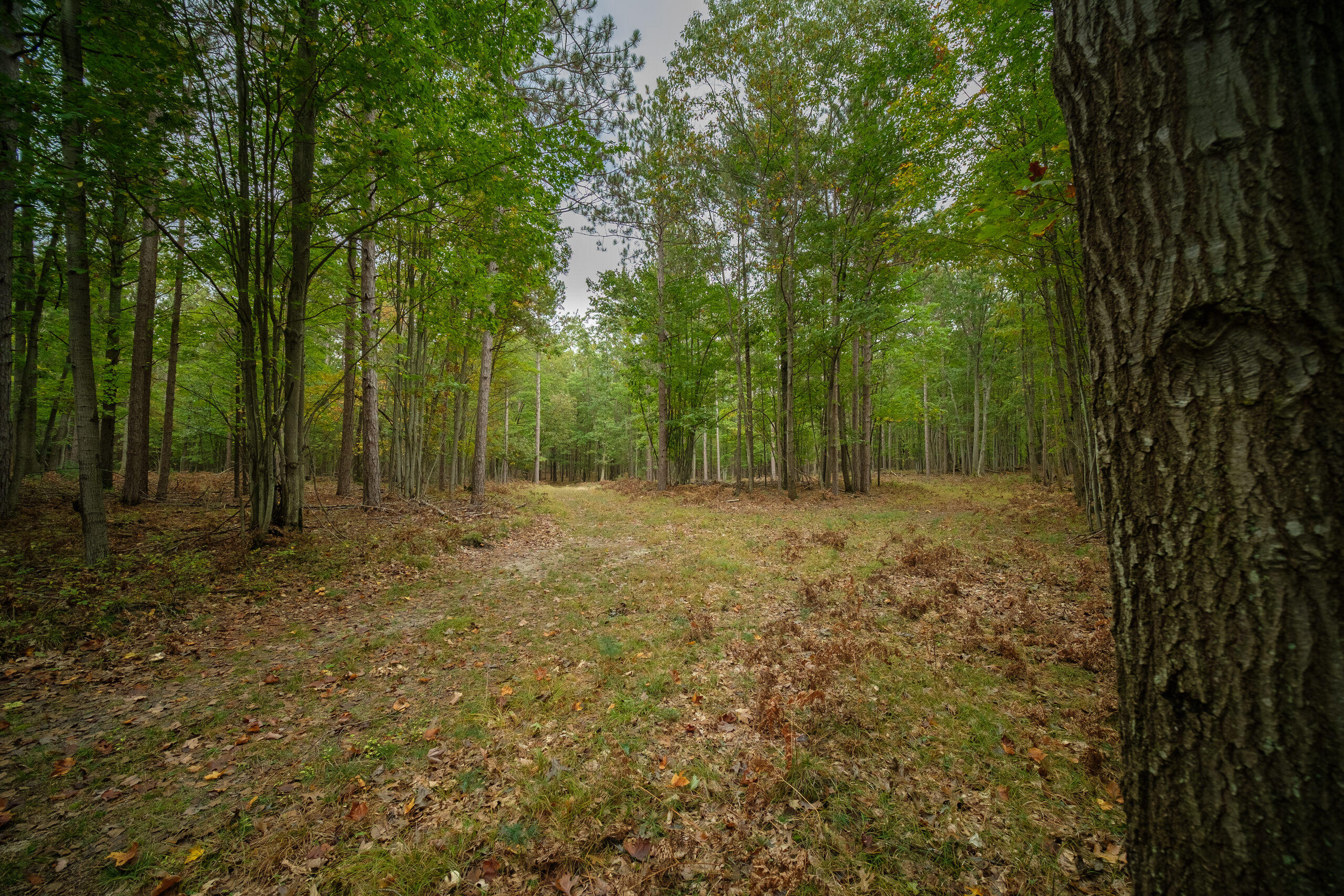 Cherry Road Manistee, MI 49660 - Photo 41 of 47 Cherry_Rd-41