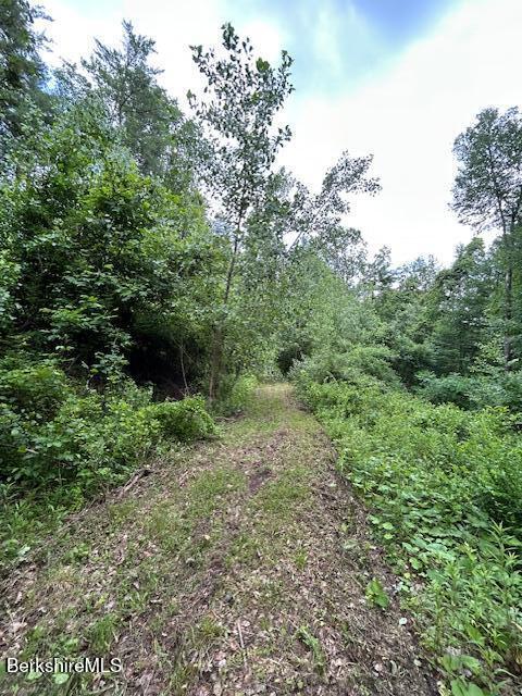 0 Glendale Road Housatonic, MA 01236 - Photo 13 of 16 a view of a yard with plants and a tree