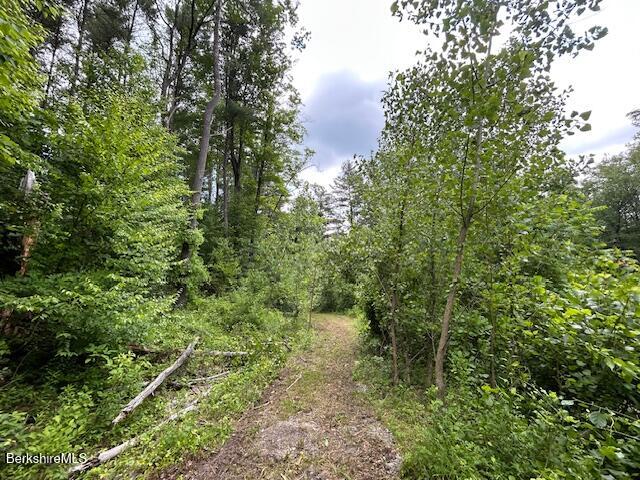 0 Glendale Road Housatonic, MA 01236 - Photo 14 of 16 a view of a forest with lots of trees