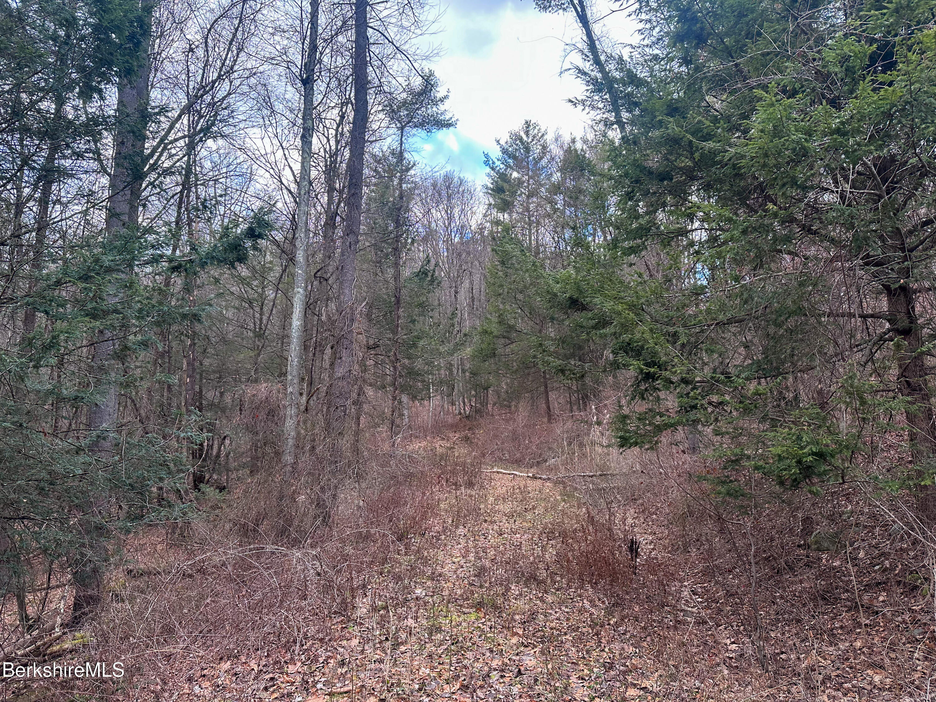0 Glendale Road Housatonic, MA 01236 - Photo 15 of 16 a view of a forest with trees in the background