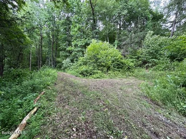 a view of a lush green forest