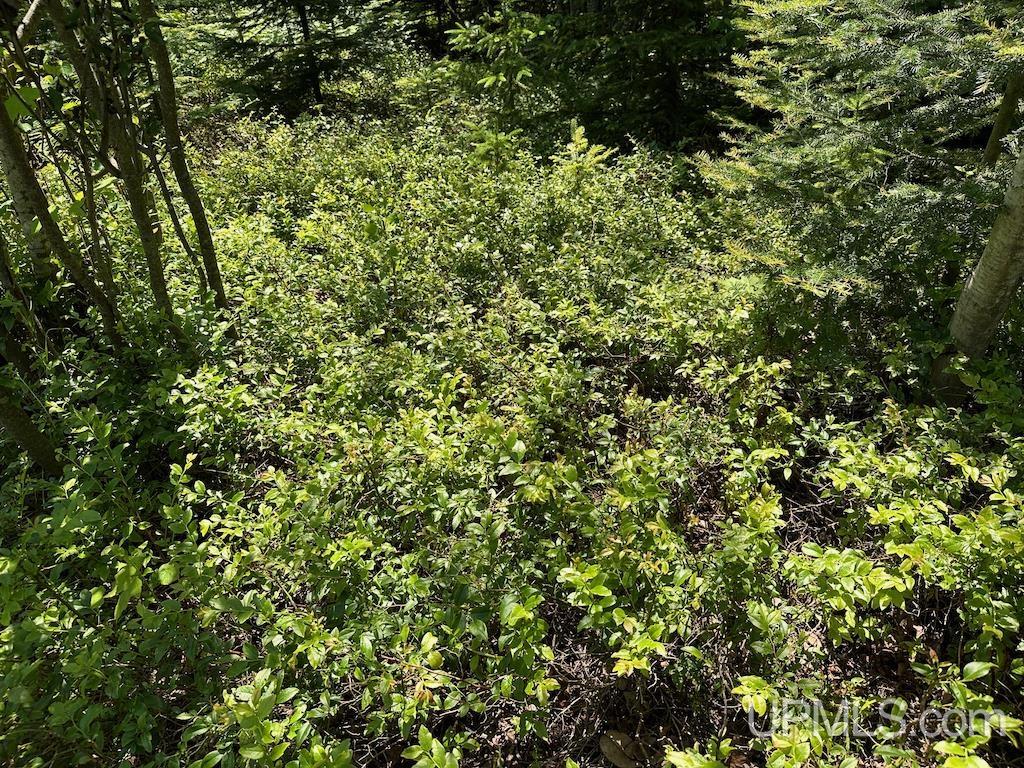 Parcel A Webb Road Grand Marais, MI 49839 - Photo 13 of 29