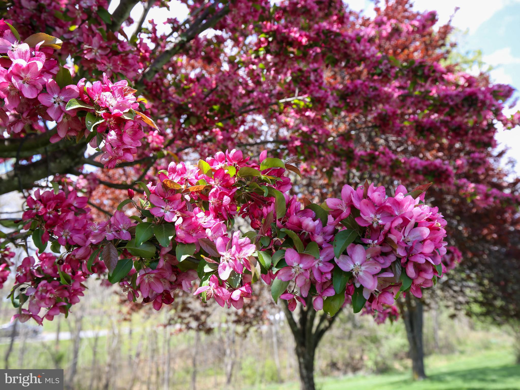 1651 Hollow Road Gore, VA 22637 - Photo 14 of 42 Beautiful flowers on the property