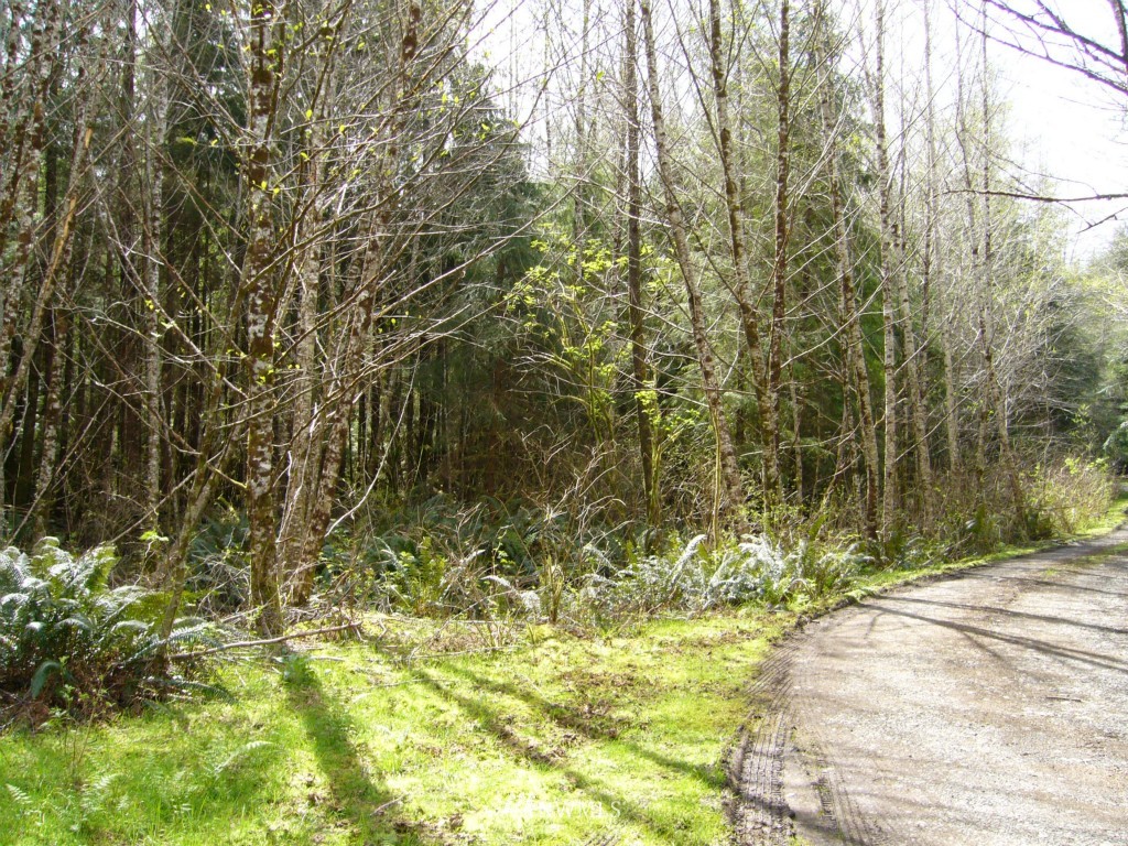 29 3 Rivers Road Forks, WA 98331 - Photo 3 of 6 Gallery Image 3