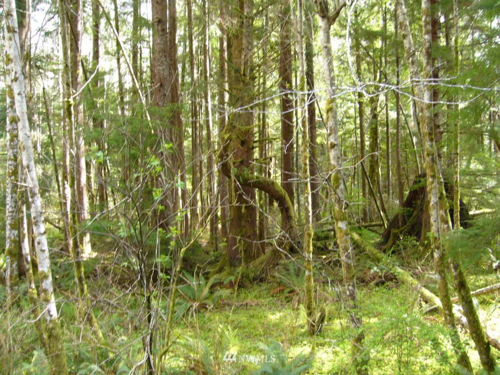 29 3 Rivers Road Forks, WA 98331 - Photo 4 of 6 Gallery Image 4
