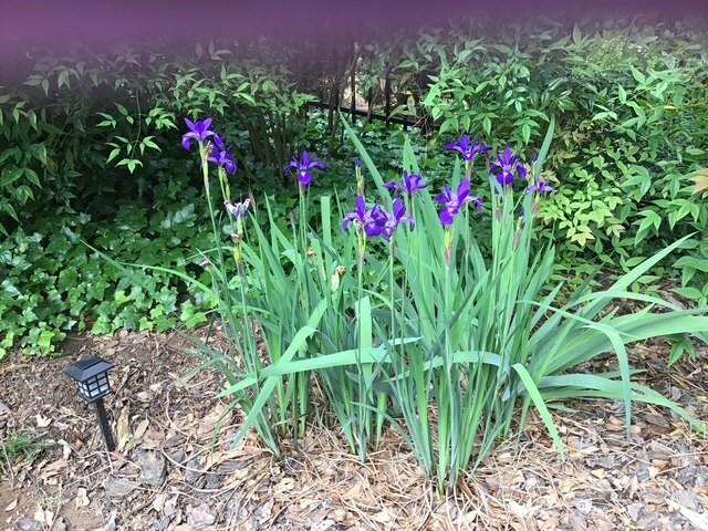 1436 Oak Grove Drive Decatur, GA 30033 - Photo 38 of 43