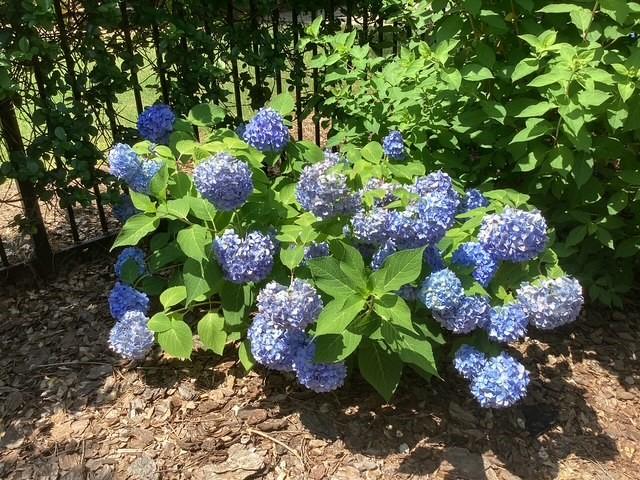 1436 Oak Grove Drive Decatur, GA 30033 - Photo 39 of 43