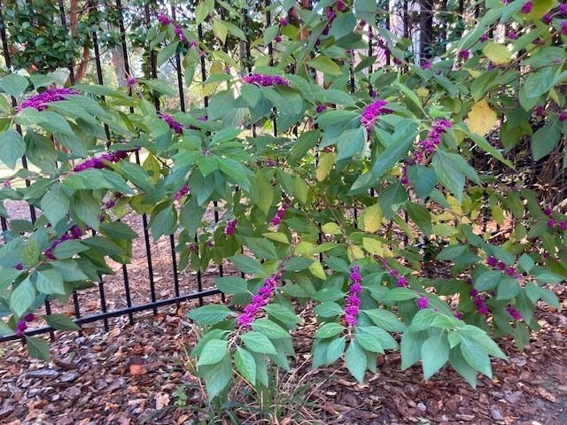 1436 Oak Grove Drive Decatur, GA 30033 - Photo 40 of 43