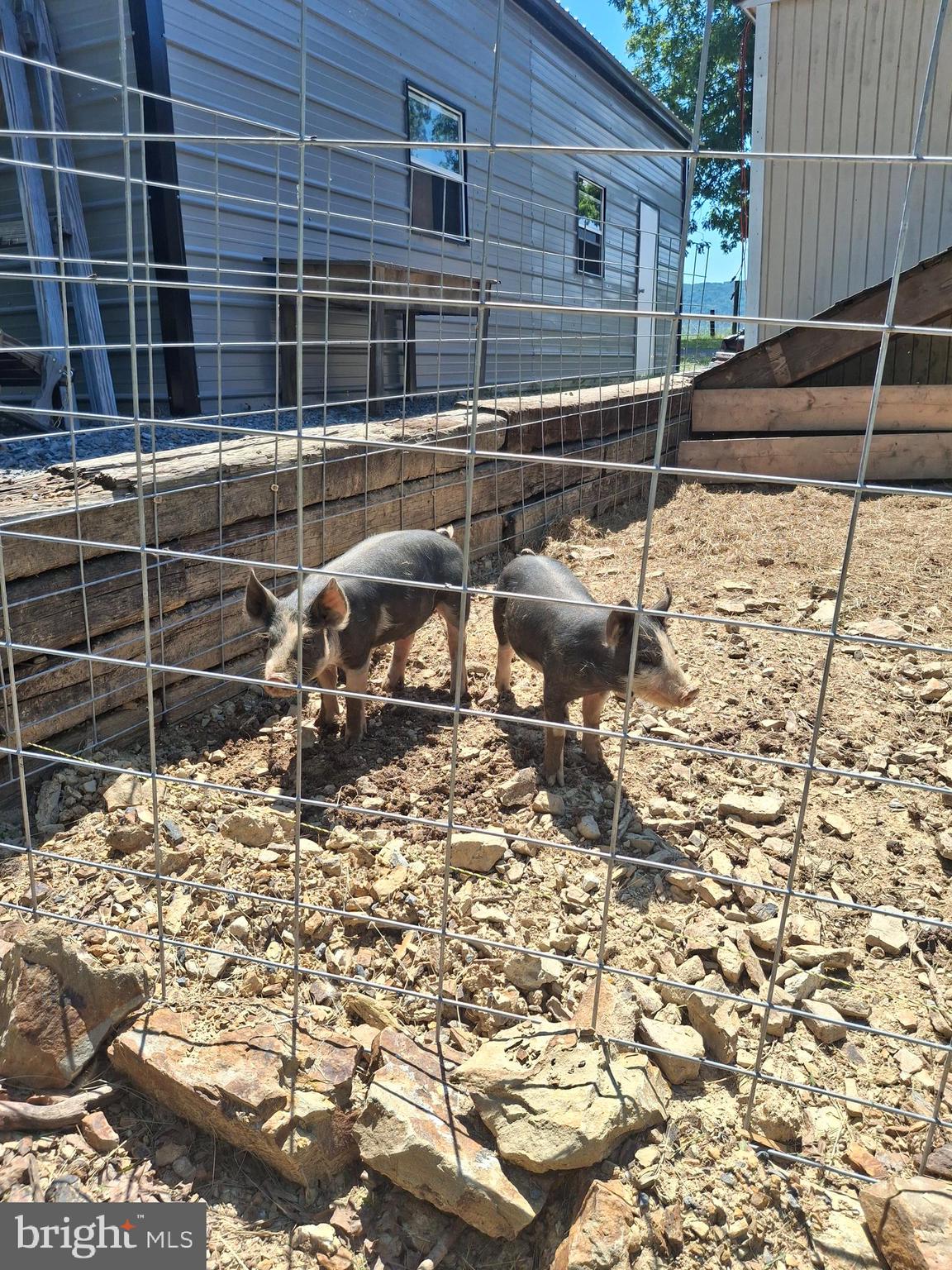 2334 Ash Ruckman Road Augusta, WV 26704 - Photo 18 of 72 Animal pen