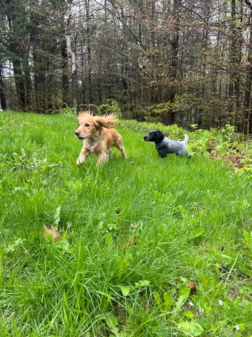 $1,125,000 | 153 Mitchell Hill Road, Lyme, CT 06371