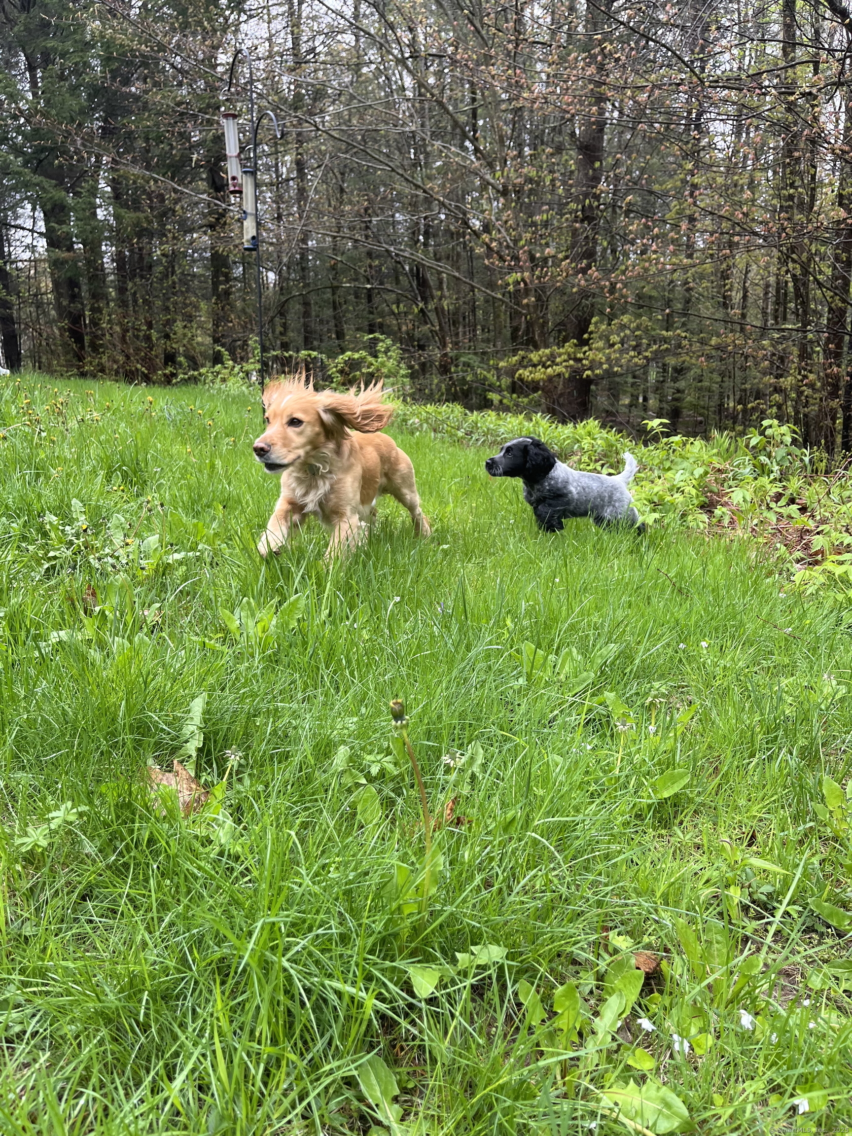 153 Mitchell Hill Road Lyme, CT 06371 - Photo 37 of 40